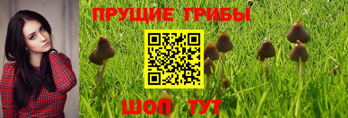 Галлюциногенные грибы Psilocybe  Псилоцибиновые грибы мицелий  Вход с VPN  Губаха 